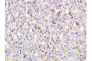 Formalin-fixed and paraffin embedded mouse stomach tissue labeled with Anti-CCL24 Polyclonal Antibody, Unconjugated at 1:200 followed by conjugation to the secondary antibody, (SP-0023), and DAB staining (CCL24 Antikörper  (AA 27-119))