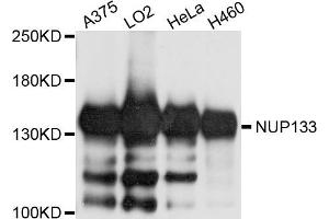 Western blot analysis of extract of various cells, using NUP133 antibody.