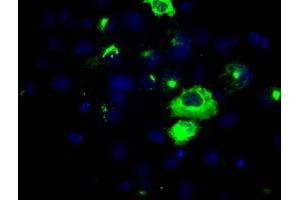Image no. 5 for anti-Amyloid beta (A4) Precursor Protein (APP) antibody (ABIN1496879) (APP Antikörper)