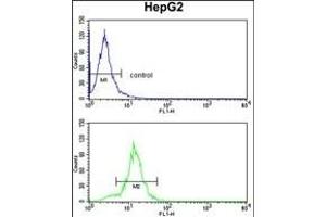 SLC38A3 Antibody (Center) (ABIN390795 and ABIN2841042) flow cytometry analysis of HepG2 cells (bottom histogram) compared to a negative control cell (top histogram). (SLC38A3 Antikörper  (AA 442-468))