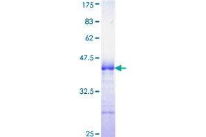 NCK1 Protein (AA 185-294) (GST tag)