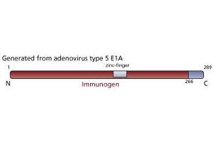 Image no. 2 for anti-Human Adenovirus type 5 E1A (HAdV-5 E1A) antibody (ABIN967414) (Human Adenovirus type 5 E1A (HAdV-5 E1A) Antikörper)