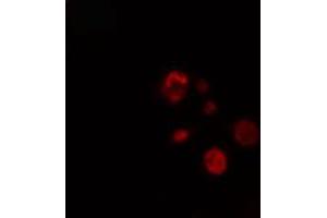 ABIN6274288 staining NIH-3T3 cells by IF/ICC.