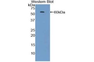 Western blot analysis of the recombinant protein. (HSP70 1A Antikörper  (AA 1-641))
