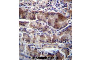 NRSN2 Antibody (C-term) immunohistochemistry analysis in formalin fixed and paraffin embedded human stomach tissue followed by peroxidase conjugation of the secondary antibody and DAB staining. (NRSN2 Antikörper  (C-Term))