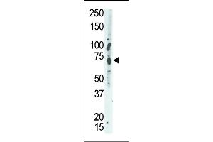 The anti-MEG2 Pab (ABIN392827 and ABIN2842255) is used in Western blot to detect MEG2 in A549 cell lysate. (PTPN9 Antikörper  (C-Term))