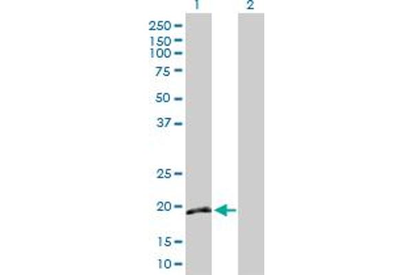 IFNA16 antibody  (AA 1-189)
