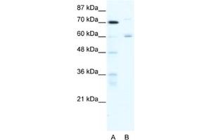 Western Blotting (WB) image for anti-Forkhead Box J2 (FOXJ2) antibody (ABIN2460610) (Forkhead Box J2 Antikörper)