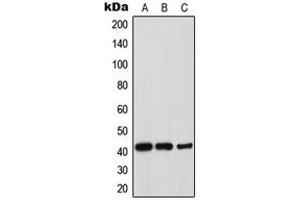 Western blot analysis of Thrombopoietin expression in HepG2 (A), mouse liver (B), rat liver (C) whole cell lysates. (Thrombopoietin Antikörper  (Center))