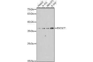 Western blot analysis of extracts of various cell lines, using EXOSC7 antibody (ABIN7267065) at 1:1000 dilution. (EXOSC7 Antikörper)
