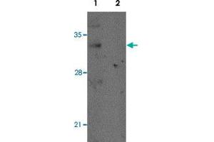 Western blot analysis of mouse lung tissue with REEP2 polyclonal antibody  at 1 ug/mL in (Lane 1) the absence and (Lane 2) the presence of blocking peptide. (REEP2 Antikörper)