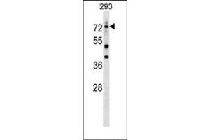 Western Blotting (WB) image for anti-Deformed Epidermal Autoregulatory Factor 1 (Drosophila) (DEAF1) (AA 473-502), (C-Term) antibody (ABIN951872)