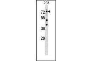 Western blot analysis of DEAF1 Antibody (C-term) in 293 cell line lysates (35ug/lane). (DEAF1 Antikörper  (C-Term))