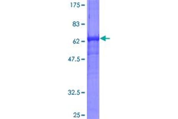 RPSA/Laminin Receptor Protein (AA 1-295) (GST tag)