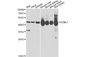 Western blot analysis of extracts of various cell lines, using CCBL1 Antibody (ABIN2561630) at 1:1000 dilution. (CCBL1 Antikörper)
