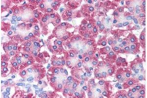 Human Pancreas (formalin-fixed, paraffin-embedded) stained with AVEN antibody ABIN213902 at 5 ug/ml followed by biotinylated goat anti-rabbit IgG secondary antibody ABIN481713, alkaline phosphatase-streptavidin and chromogen. (AVEN Antikörper  (N-Term))