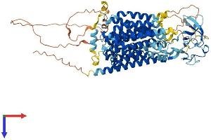 SLCO6A1 Protein (AA 1-719) (His tag)