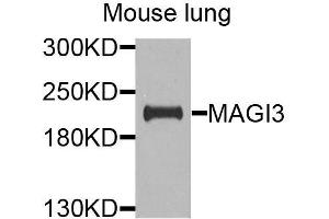 Western blot analysis of extracts of mouse lung, using MAGI3 antibody (ABIN6003625) at 1/1000 dilution. (MAGI3 Antikörper)