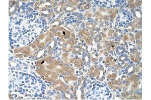 LMAN2 antibody was used for immunohistochemistry at a concentration of 4-8 ug/ml to stain Epithelial cells of renal tubule (arrows) in Human Kidney. (LMAN2 Antikörper  (N-Term))