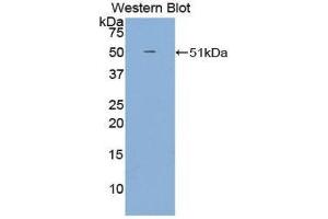 Western Blotting (WB) image for anti-Growth Arrest-Specific 6 (GAS6) (AA 59-221) antibody (ABIN1858963) (GAS6 Antikörper  (AA 59-221))