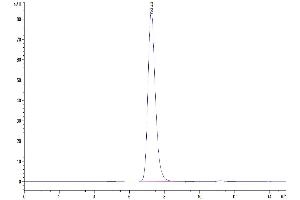 The purity of Human MDL-1/CLEC5A is greater than 95 % as determined by SEC-HPLC. (CLEC5A Protein (AA 26-188) (Fc Tag))