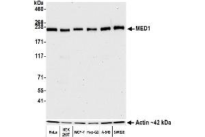 Western Blotting (WB) image for anti-Mediator Complex Subunit 1 (MED1) (AA 1550-1581) antibody (ABIN7455140) (Rekombinanter MED1 Antikörper  (AA 1550-1581))
