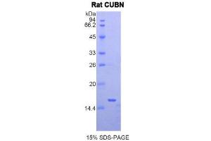 SDS-PAGE (SDS) image for Cubilin (Intrinsic Factor-Cobalamin Receptor) (CUBN) (AA 98-207) protein (His tag) (ABIN2120929) (CUBN Protein (AA 98-207) (His tag))
