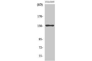 Western Blotting (WB) image for anti-Junction Mediating and Regulatory Protein, P53 Cofactor (JMY) (C-Term) antibody (ABIN3185267)