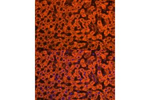 Immunofluorescence analysis of rat liver cells using Apolipoprotein C3 Rabbit pAb (ABIN7265641) at dilution of 1:250 (40x lens). (APOC3 Antikörper  (AA 1-99))
