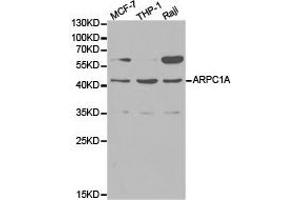 Western Blotting (WB) image for anti-Actin Related Protein 2/3 Complex, Subunit 1A, 41kDa (ARPC1A) antibody (ABIN1871104) (ARPC1A Antikörper)