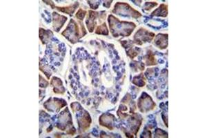 Immunohistochemistry analysis in formalin fixed and paraffin embedded human pancreas tissue reacted with GDPD1 Antibody (N-term) followed by peroxidase conjugation of the secondary antibody and DAB staining. (GDPD1 Antikörper  (N-Term))