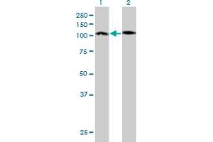 Western Blot analysis of PCDH10 expression in transfected 293T cell line by PCDH10 monoclonal antibody (M01), clone 4H8. (PCDH10 Antikörper  (AA 18-127))