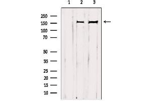 Western blot analysis of extracts from various samples, using GRF-1 Antibody. (GRLF1 Antikörper  (Internal Region))
