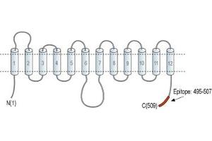 Representative domain view of the target of ABIN7043701.