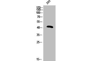 Western Blot analysis of 293 cells using Phospho-hnRNP C1/2 (S260) Polyclonal Antibody (HNRNPC Antikörper  (pSer260))