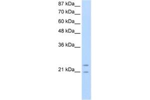 Western Blotting (WB) image for anti-Polyamine Modulated Factor 1 (PMF1) antibody (ABIN2461815) (PMF1 Antikörper)