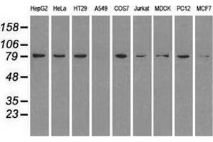 Western blot analysis of extracts (35 µg) from 9 different cell lines by using anti-HSP90AB1 monoclonal antibody. (HSP90AB1 Antikörper)