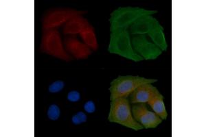 ABIN6259050 and ABIN6274492 staining Hela cells by IF/ICC. (C1orf35 Antikörper  (C-Term))