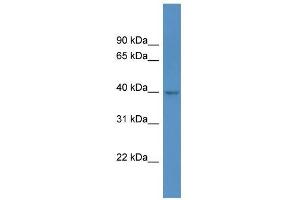 Western Blot showing HPDL antibody used at a concentration of 1 ug/ml against 293T Cell Lysate (HPDL Antikörper  (C-Term))