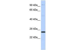 Western Blotting (WB) image for anti-Proteasome (Prosome, Macropain) Subunit, beta Type, 4 (PSMB4) antibody (ABIN2459971) (PSMB4 Antikörper)