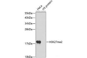 Western blot analysis of extracts of various cell lines using DiMethyl-Histone H3-K27 Polyclonal Antibody. (Histone 3 Antikörper  (2meLys27))