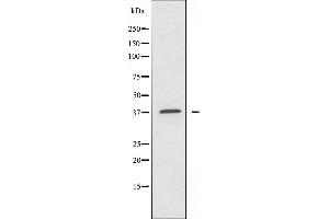 ATP6AP2 Antikörper  (Internal Region)