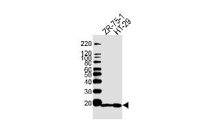 Western blot analysis of lysates from ZR-75-1, HT29 cell line (from left to right), using AGR2 Antibody (Center) (ABIN390227 and ABIN2840704).