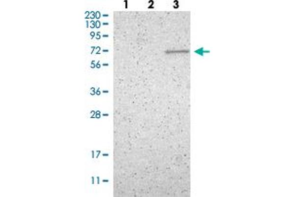 ZNF37A 抗体