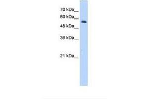 Image no. 2 for anti-Ring Finger Protein 8 (RNF8) (AA 351-400) antibody (ABIN320515)