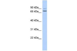 WB Suggested Anti-C9orf75 Antibody Titration: 0. (TPRN Antikörper  (Middle Region))