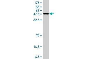 Western Blot detection against Immunogen (49. (MRPL48 Antikörper  (AA 1-212))