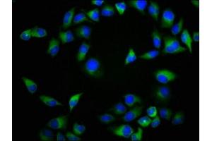 Immunofluorescence staining of Hela cells with ABIN7161453 at 1:133, counter-stained with DAPI. (NTSR2 Antikörper  (AA 359-410))