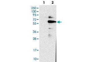 Western blot analysis of HEK293T cell lysate using DGCR14 polyclonal antibody . (DGCR14 Antikörper)