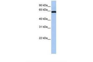 Image no. 1 for anti-Lectin, Galactoside-Binding, Soluble, 3 Binding Protein (LGALS3BP) (AA 362-411) antibody (ABIN6738992) (LGALS3BP Antikörper  (AA 362-411))